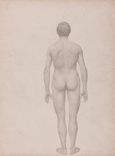 Figura Umana, Vista Posteriore, Non Dissezionata (Studio Finito per Tavola VII) da George Stubbs