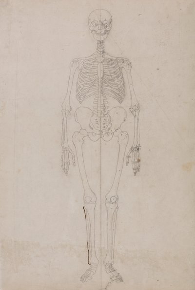 Scheletro umano, vista anteriore (studio finale) da George Stubbs