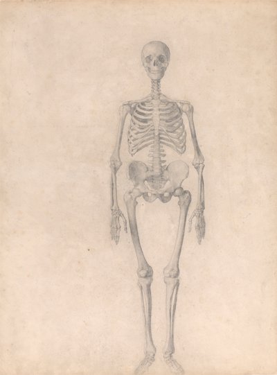 Scheletro umano, vista anteriore (studio finito per la tavola I) da George Stubbs