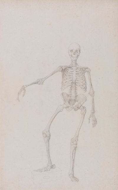 Scheletro umano, vista anteriore (braccio destro disteso) da George Stubbs