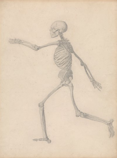 Scheletro umano, vista laterale (Vicino allo studio finale per la Tavola III ma differisce nei dettagli) da George Stubbs