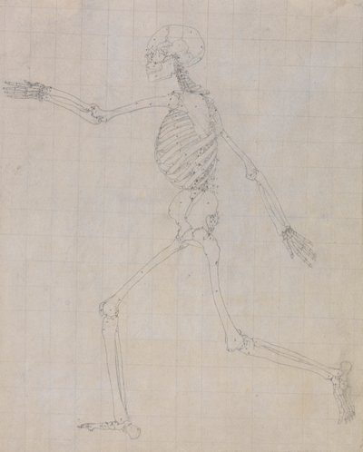 Scheletro umano, vista laterale (Contorno dello scheletro per la figura chiave alla Tabella III) da George Stubbs