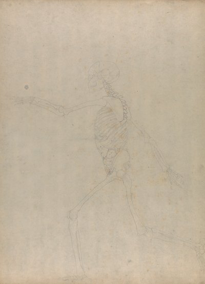 Scheletro umano, vista laterale (Studio per una figura chiave di una tavola non pubblicata che mostra i visceri addominali) da George Stubbs