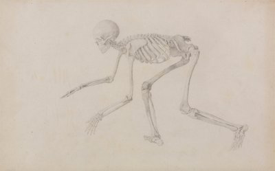 Scheletro Umano, Vista Laterale (in Postura di Strisciamento; studio finito per una tavola non pubblicata) da George Stubbs