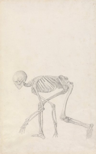 Scheletro umano, vista laterale (in postura accovacciata) da George Stubbs