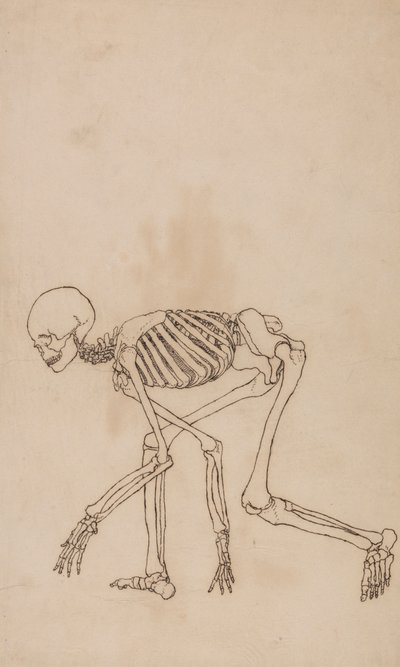Scheletro umano, vista laterale da George Stubbs