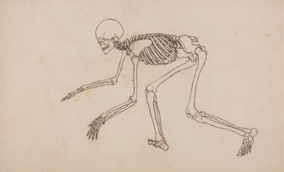 Scheletro umano, vista laterale da George Stubbs
