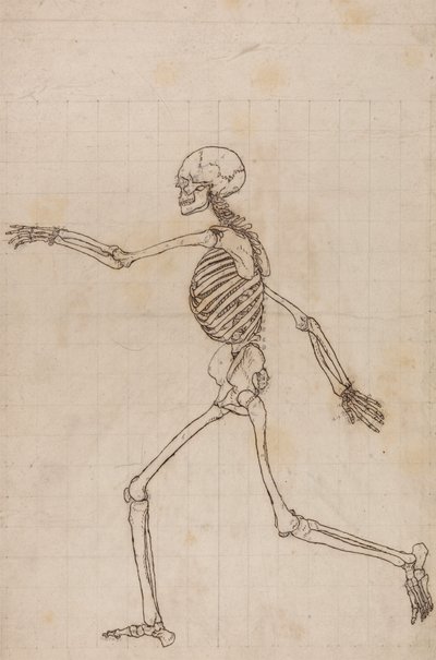 Scheletro umano, vista laterale da George Stubbs