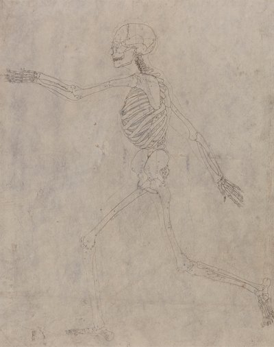Scheletro umano, vista laterale da George Stubbs