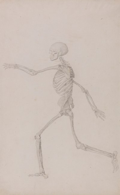 Scheletro umano, vista laterale da sinistra, in corsa da George Stubbs
