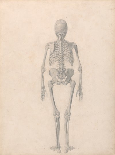 Scheletro umano, vista posteriore (studio finito per la tavola II) da George Stubbs