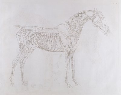 Illustrazione da 