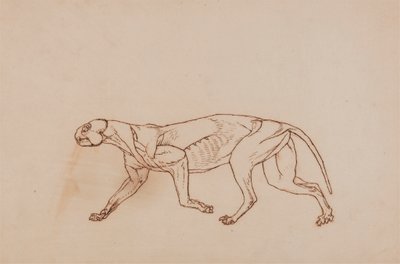 Corpo di leopardo, vista laterale da George Stubbs