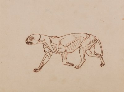 Corpo di leopardo, vista laterale da George Stubbs