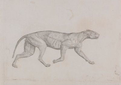 Corpo di Leopardo, Vista Laterale da George Stubbs