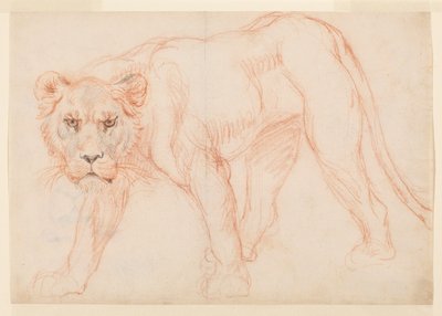 Leonessa in agguato, recto, XVIII o XIX secolo da George Stubbs