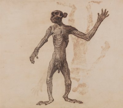 Scimmia in Piedi, Vista Anteriore da George Stubbs