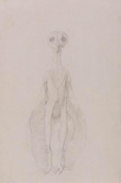 Gufo in Piedi, Vista Anteriore da George Stubbs