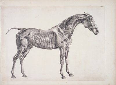 Tavola da 