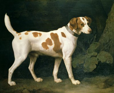 Ritratto di un cane appartenente a William Pitt da George Stubbs