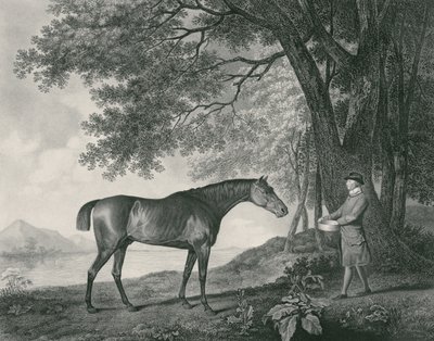 Sharke, inciso da George Townley Stubbs (1756-1815) pub. 1794 (acquaforte) da George Stubbs
