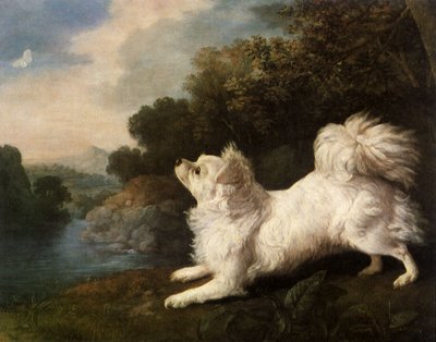 Spaniel appartenente al pittore Cosway che insegue una farfalla, 1775 da George Stubbs