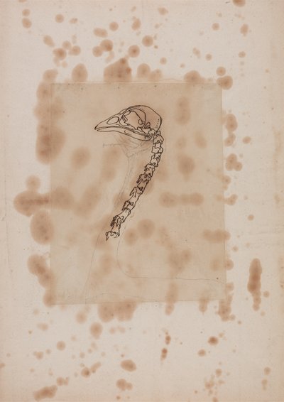 Studio della Testa e del Collo di un Pollo, Vista Laterale, da Una Esposizione Anatomica Comparativa della Struttura del Corpo Umano con quella di una Tigre e di un Pollo Comune, 1795-1806 da George Stubbs