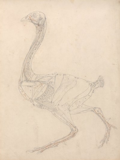 Studio di un pollo, vista laterale, diagramma per la chiave alla tavola XV, da A Comparative Anatomical Exposition of the Structure of the Human Body with that of a Tiger and a Common Fowl, 1795-1806 da George Stubbs