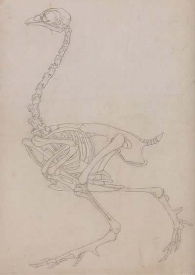 Studio di un volatile, vista laterale, da A Comparative Anatomical Exposition of the Structure of the Human Body with that of a Tiger and a Common Fowl da George Stubbs