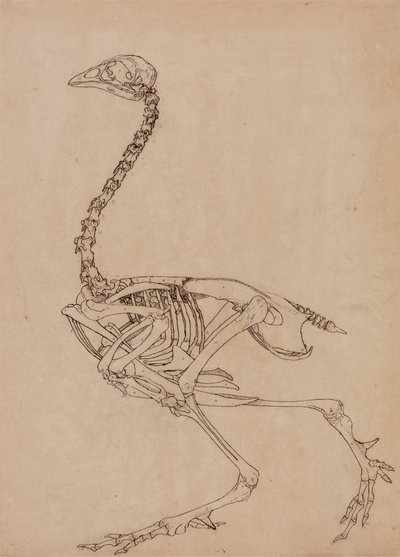 Studio di un volatile, vista laterale, da A Comparative Anatomical Exposition of the Structure of the Human Body with that of a Tiger and a Common Fowl da George Stubbs