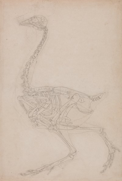 Studio di un volatile, vista laterale, da A Comparative Anatomical Exposition of the Structure of the Human Body with that of a Tiger and a Common Fowl da George Stubbs