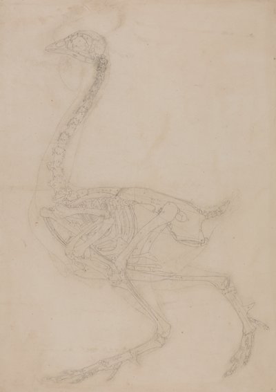 Studio di un volatile, vista laterale, da A Comparative Anatomical Exposition of the Structure of the Human Body with that of a Tiger and a Common Fowl da George Stubbs