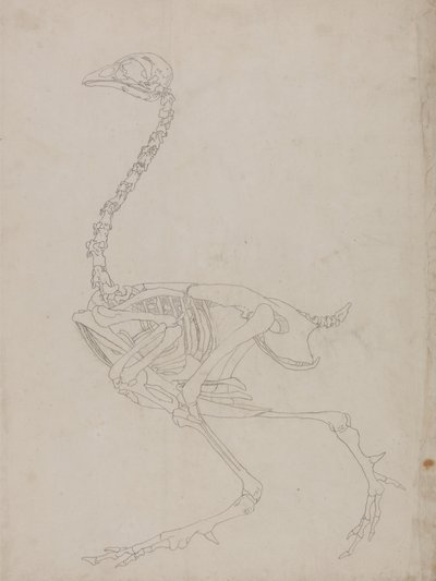 Studio di un volatile, vista laterale, da A Comparative Anatomical Exposition of the Structure of the Human Body with that of a Tiger and a Common Fowl da George Stubbs