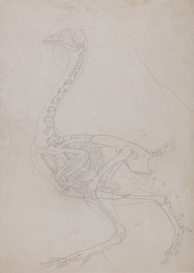 Studio di un volatile, vista laterale, da A Comparative Anatomical Exposition of the Structure of the Human Body with that of a Tiger and a Common Fowl da George Stubbs
