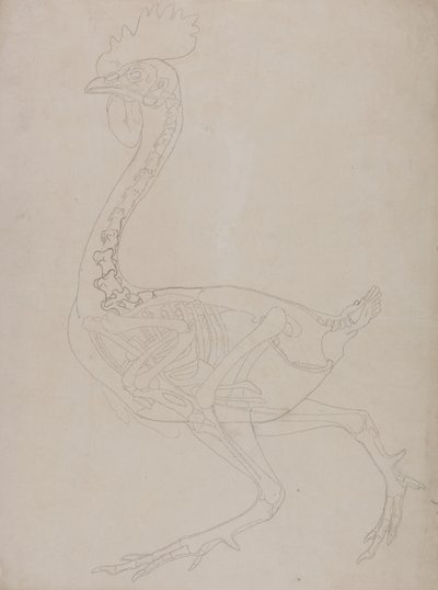 Studio di un volatile, vista laterale, da A Comparative Anatomical Exposition of the Structure of the Human Body with that of a Tiger and a Common Fowl da George Stubbs