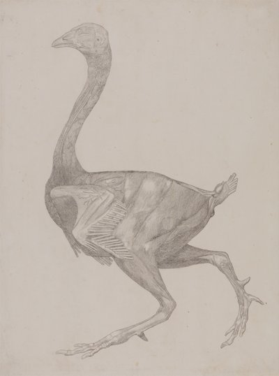 Studio di un Pollo, Vista Laterale, da Una Esposizione Anatomica Comparativa della Struttura del Corpo Umano con quella di una Tigre e di un Pollo Comune, 1795-1806 da George Stubbs