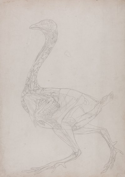 Studio di un Pollo, Vista Laterale, da Una Esposizione Anatomica Comparativa della Struttura del Corpo Umano con quella di una Tigre e di un Pollo Comune, 1795-1806 da George Stubbs
