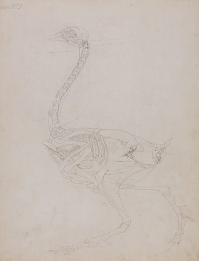Studio di un Pollo, Vista Laterale, da Una Esposizione Anatomica Comparativa della Struttura del Corpo Umano con quella di una Tigre e di un Pollo Comune, 1795-1806 da George Stubbs