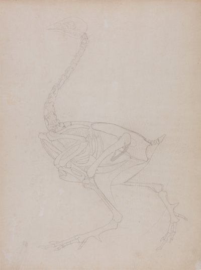 Studio di un Pollo, Vista Laterale, da Una Esposizione Anatomica Comparativa della Struttura del Corpo Umano con quella di una Tigre e di un Pollo Comune, 1795-1806 da George Stubbs