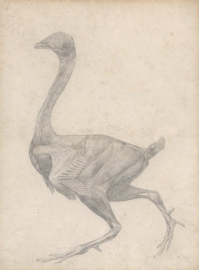 Studio di un pollo, vista laterale, con pelle e strati fasciali sottostanti rimossi, da A Comparative Anatomical Exposition of the Structure of the Human Body with that of a Tiger and a Common Fowl, 1795 da George Stubbs