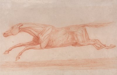Studio di un cavallo da corsa in azione: galoppando a sinistra, uno studio semi-anatomico, con pelle scorticata per mostrare l
