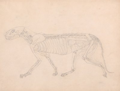 Studio di una tigre, vista laterale, visceri addominali esposti, da A Comparative Anatomical Exposition of the Structure of the Human Body with that of a Tiger and a Common Fowl, c.1795-1806 da George Stubbs