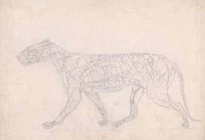 Studio di una tigre, vista laterale, diagramma che mostra l
