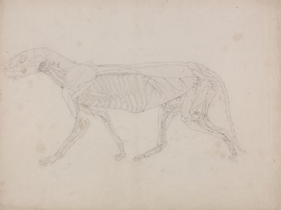 Studio di una tigre, vista laterale, da A Comparative Anatomical Exposition of the Structure of the Human Body with that of a Tiger and a Common Fowl, c.1795-1806 da George Stubbs