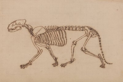 Studio di una tigre, vista laterale, da A Comparative Anatomical Exposition of the Structure of the Human Body with that of a Tiger and a Common Fowl da George Stubbs