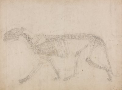 Studio di una tigre, vista laterale, da A Comparative Anatomical Exposition of the Structure of the Human Body with that of a Tiger and a Common Fowl da George Stubbs