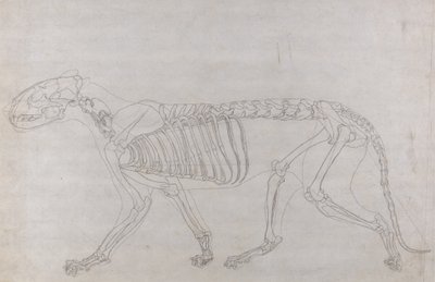 Studio di una tigre, vista laterale, da A Comparative Anatomical Exposition of the Structure of the Human Body with that of a Tiger and a Common Fowl da George Stubbs