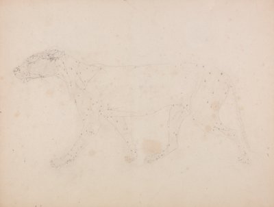 Studio di una tigre, vista laterale, da A Comparative Anatomical Exposition of the Structure of the Human Body with that of a Tiger and a Common Fowl da George Stubbs