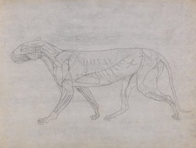 Studio di una tigre, vista laterale, da A Comparative Anatomical Exposition of the Structure of the Human Body with that of a Tiger and a Common Fowl da George Stubbs
