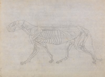 Studio di una tigre, vista laterale, da A Comparative Anatomical Exposition of the Structure of the Human Body with that of a Tiger and a Common Fowl da George Stubbs